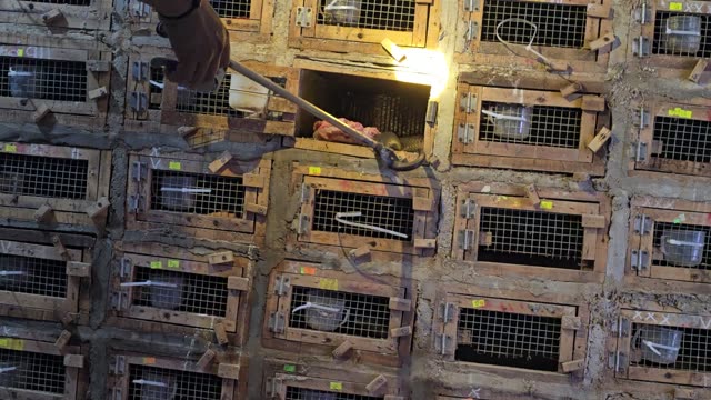 Feeding Bamboo Rats In Cages