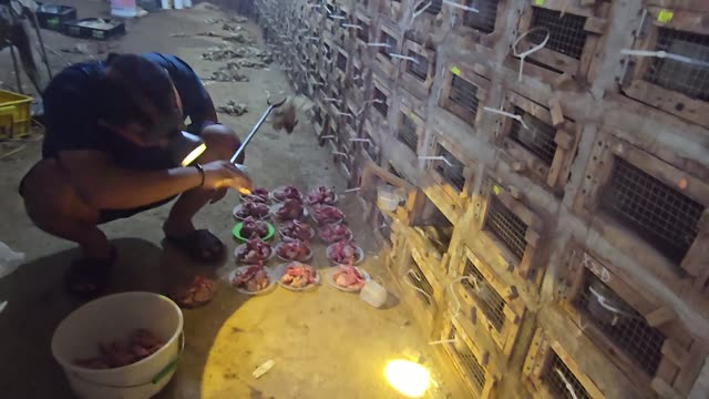 Feeding Bamboo Rats In Cages