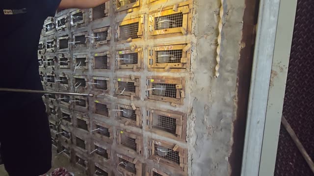 Feeding Bamboo Rats In Cages