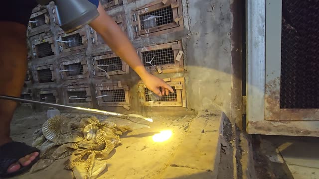 Feeding Bamboo Rats In Cages
