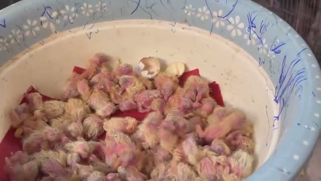 Sorting Young Pigeons