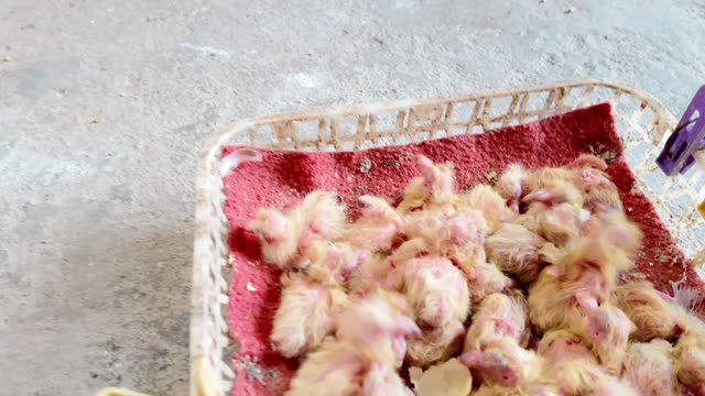 Newly Hatched Baby Pigeons