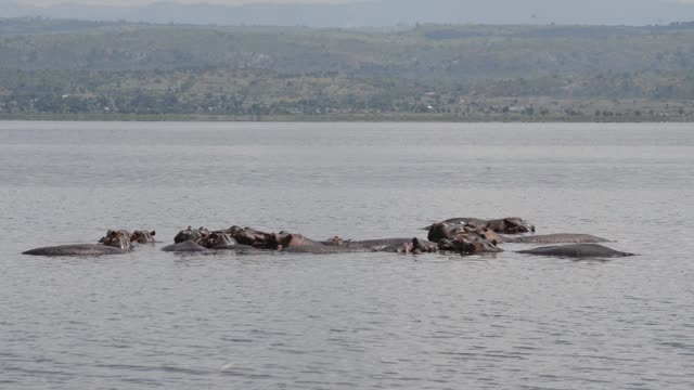 Hippos Swimming In River