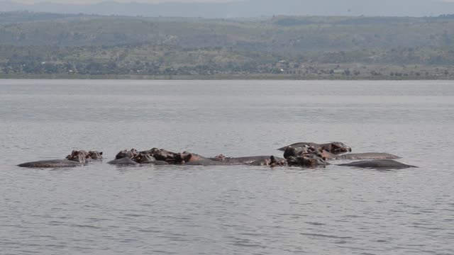 Hippo Surfacing At Sunset