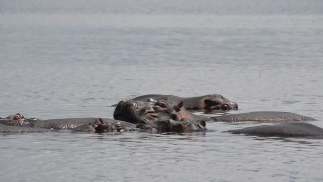 Hippos Swimming In River