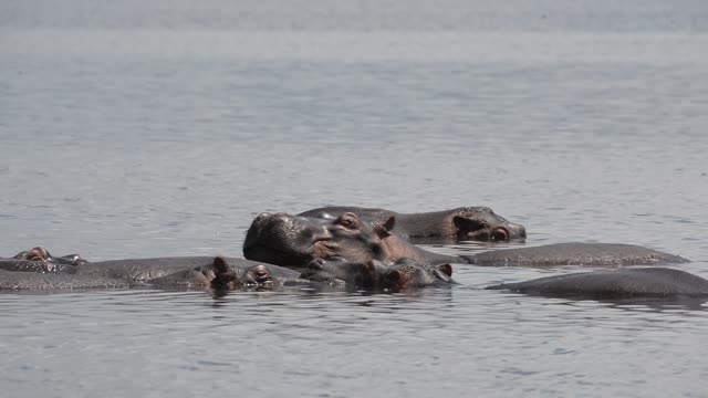 Hippo Surfacing At Sunset