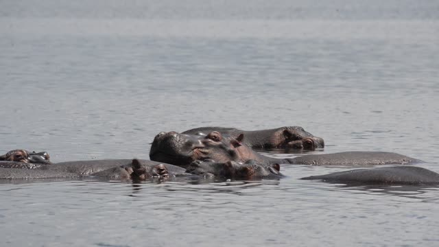 Hippos Swimming In River