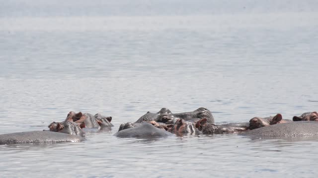 Hippo Surfacing At Sunset