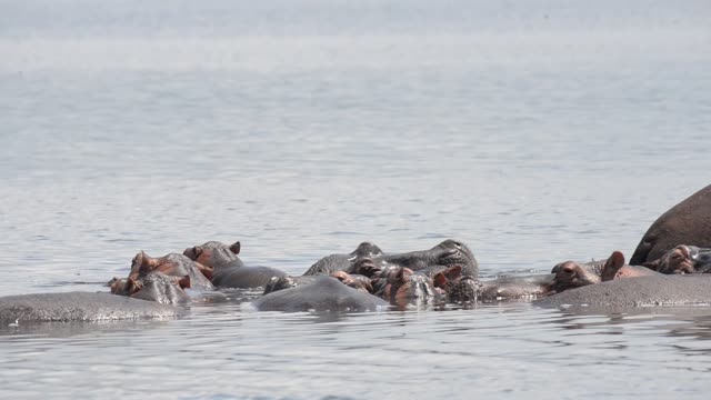 Hippo Surfacing At Sunset