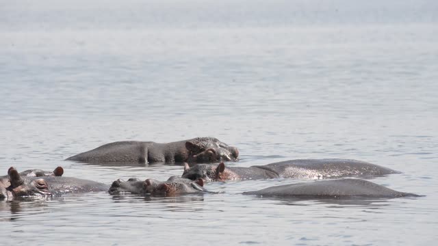 Hippos Swimming In River