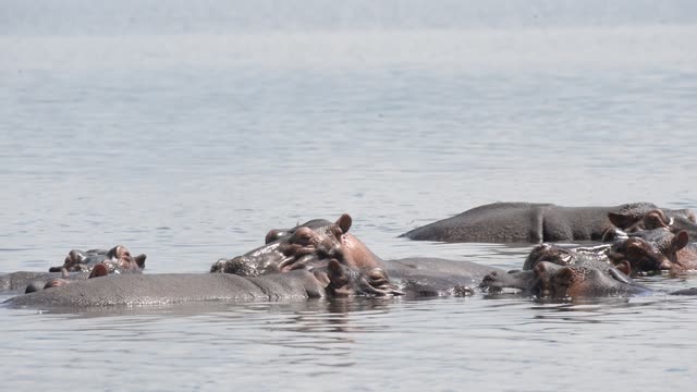 Hippo Surfacing At Sunset