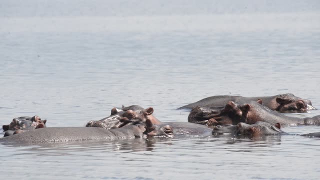 Hippos Swimming In River