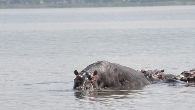 Hippo Surfacing At Sunset