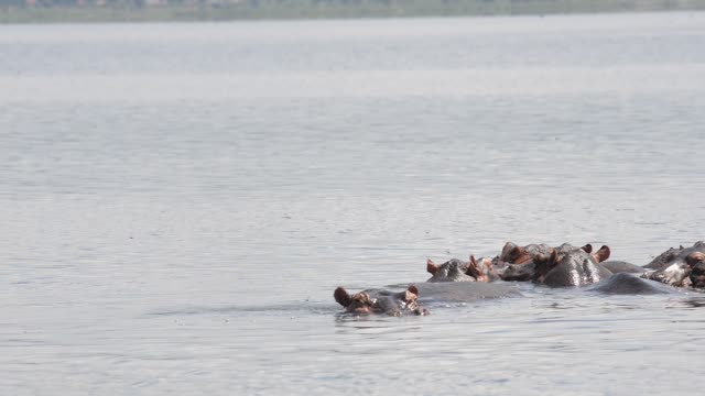 Hippos Swimming In River