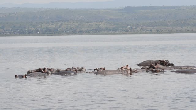 Hippo Surfacing At Sunset