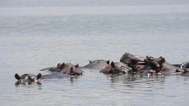 Hippos Swimming In River