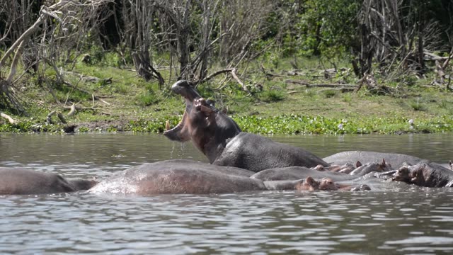 Hippo Surfacing At Sunset