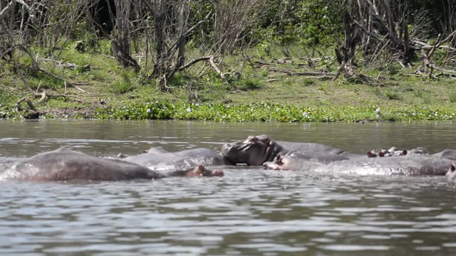 Hippos Swimming In River