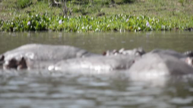 Hippo Surfacing At Sunset