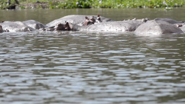 Hippos Swimming In River