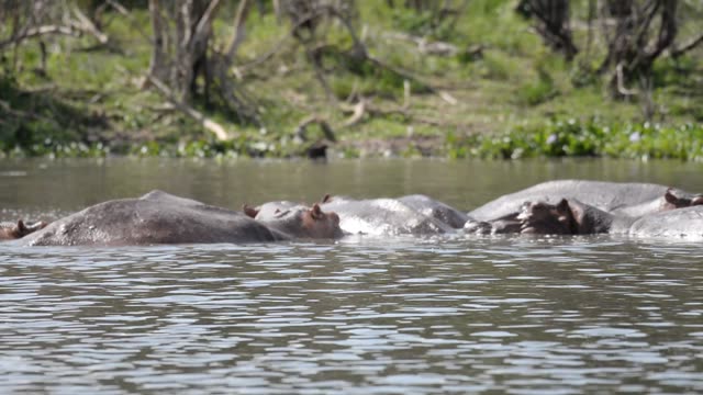 Hippo Surfacing At Sunset