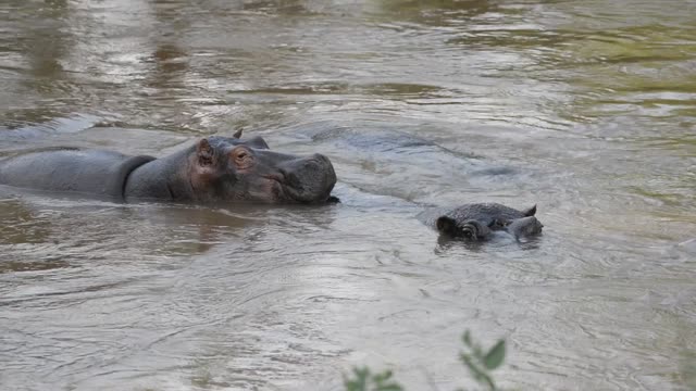 Hippos Swimming In River