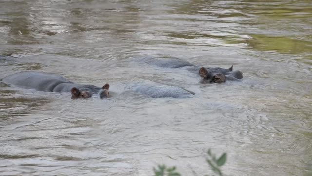 Hippo Surfacing At Sunset