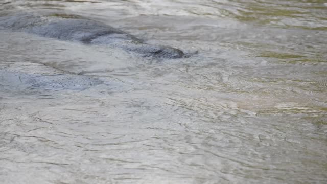 Hippos Swimming In River
