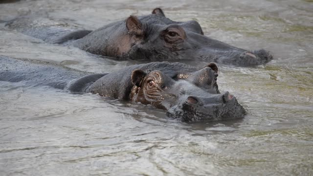Hippos Swimming In River