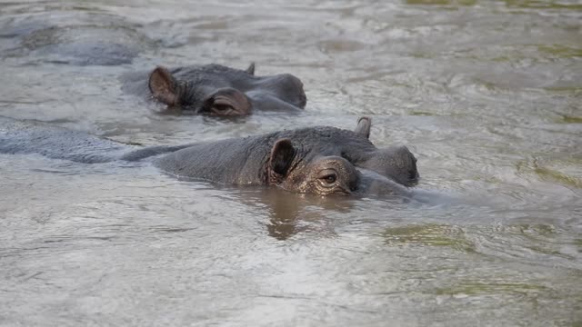 Hippo Surfacing At Sunset