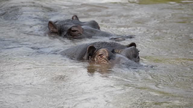 Hippos Swimming In River
