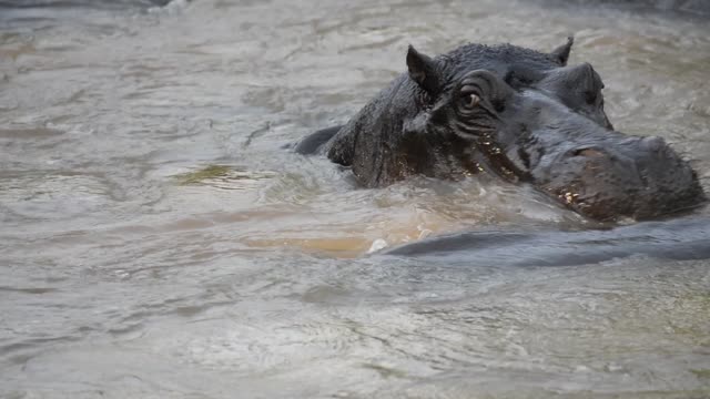 Hippo Surfacing At Sunset