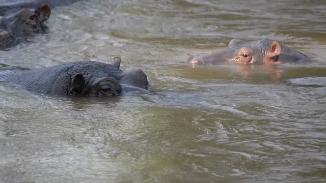 Hippos Swimming In River