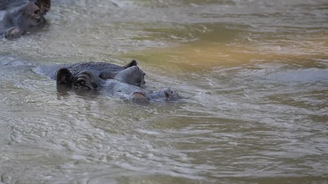 Hippo Surfacing At Sunset