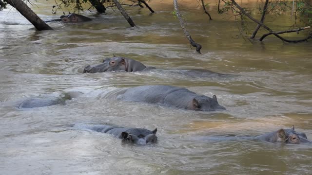 Hippos Swimming In River