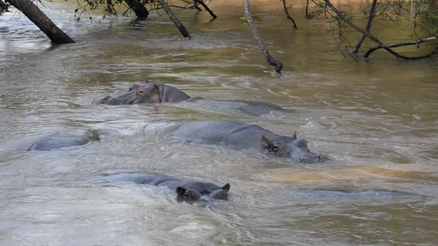 Hippo Surfacing At Sunset