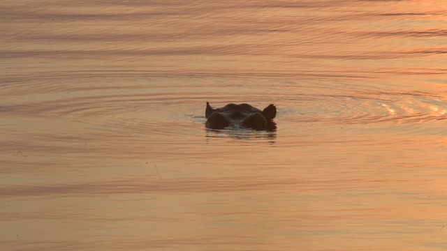 Hippos Swimming In River