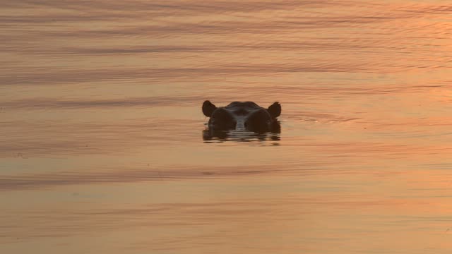 Hippo Surfacing At Sunset