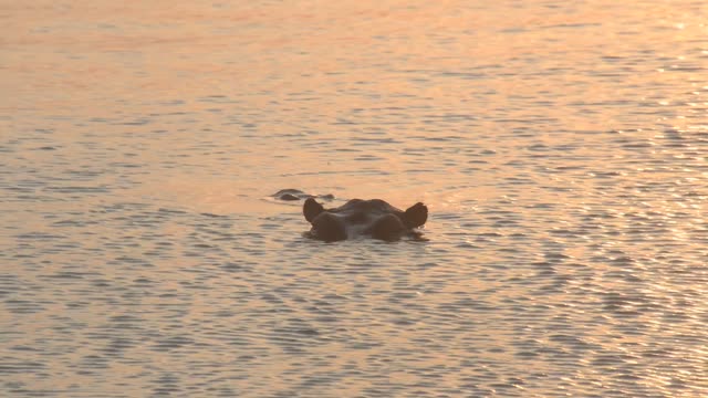 Hippos Swimming In River