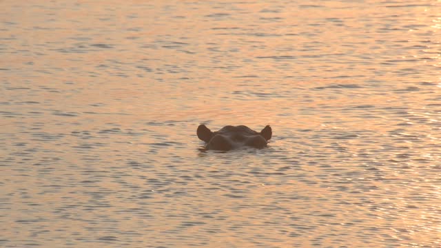 Hippo Surfacing At Sunset