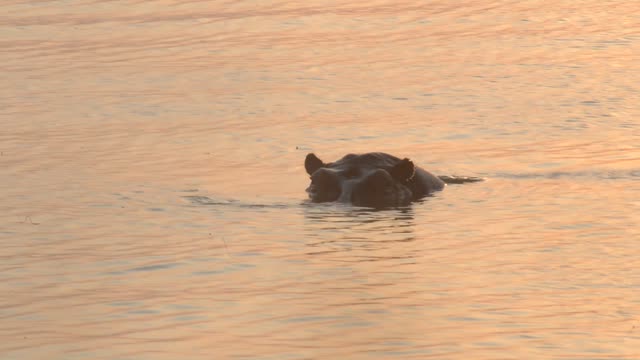 Hippos Swimming In River