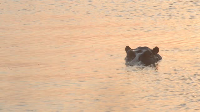 Hippo Surfacing At Sunset