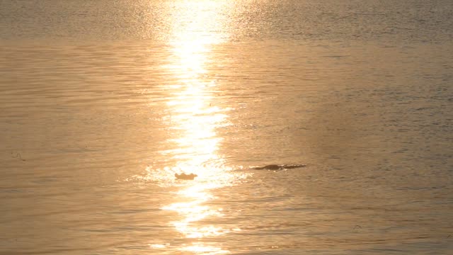 Hippos Swimming In River