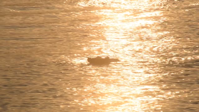 Hippo Surfacing At Sunset