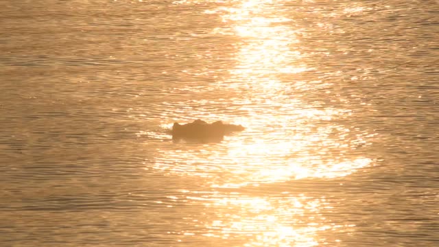 Hippos Swimming In River