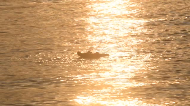 Hippo Surfacing At Sunset