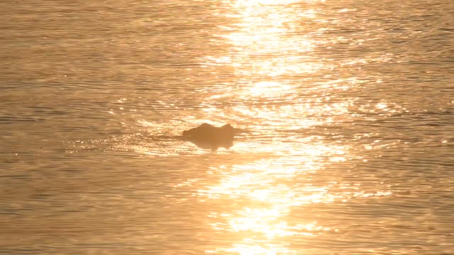 Hippos Swimming In River