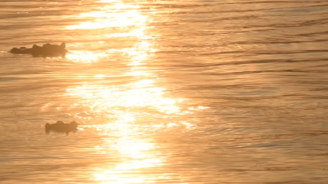 Hippo Surfacing At Sunset
