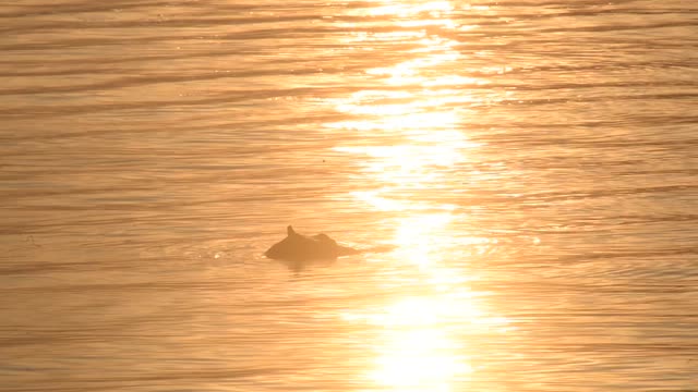 Hippos Swimming In River
