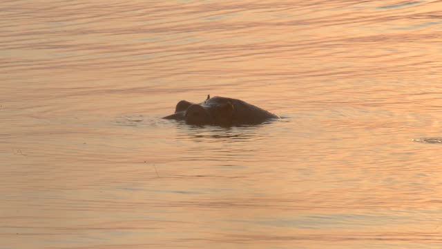 Hippo Surfacing At Sunset